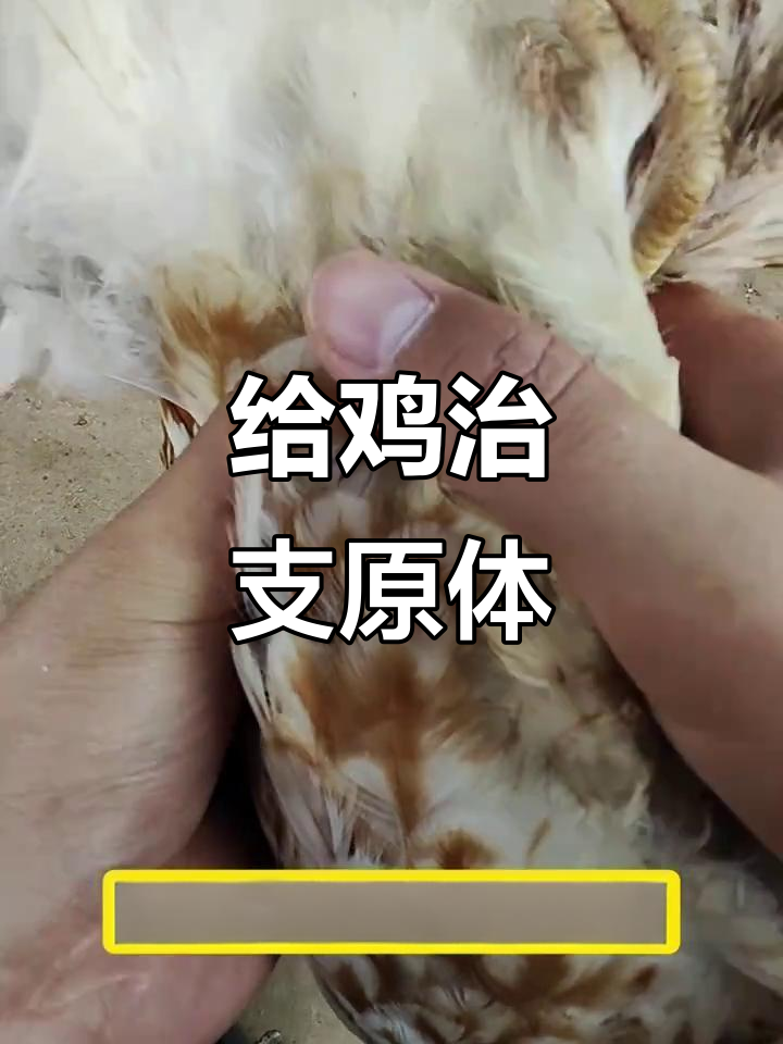 鸡支原体早期症状与治疗方案，轻松搞定！