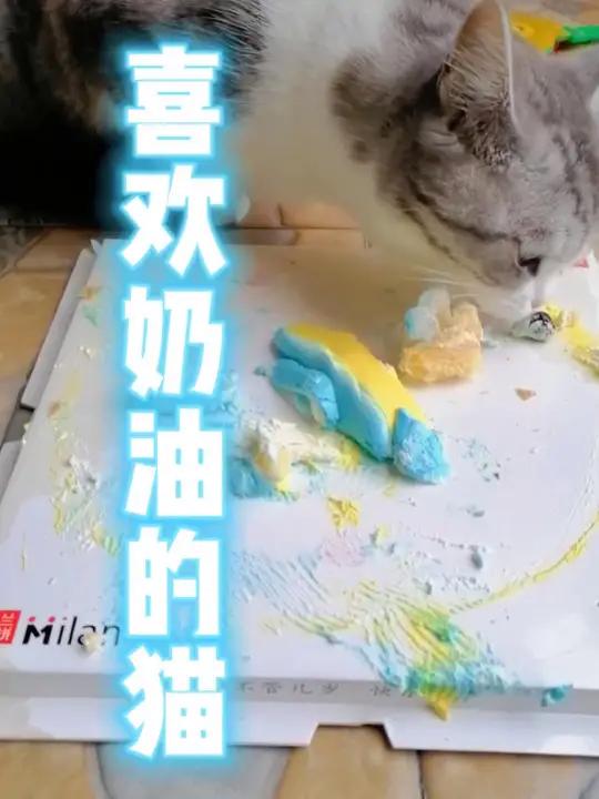 过生日从此多了一个吃蛋糕的猫 我和我的猫 记录猫咪日常 猫咪 喂猫日记 猫咪的迷惑行为