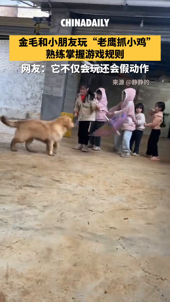 金毛和小朋友玩“老鹰抓小鸡”,熟练掌握游戏规则