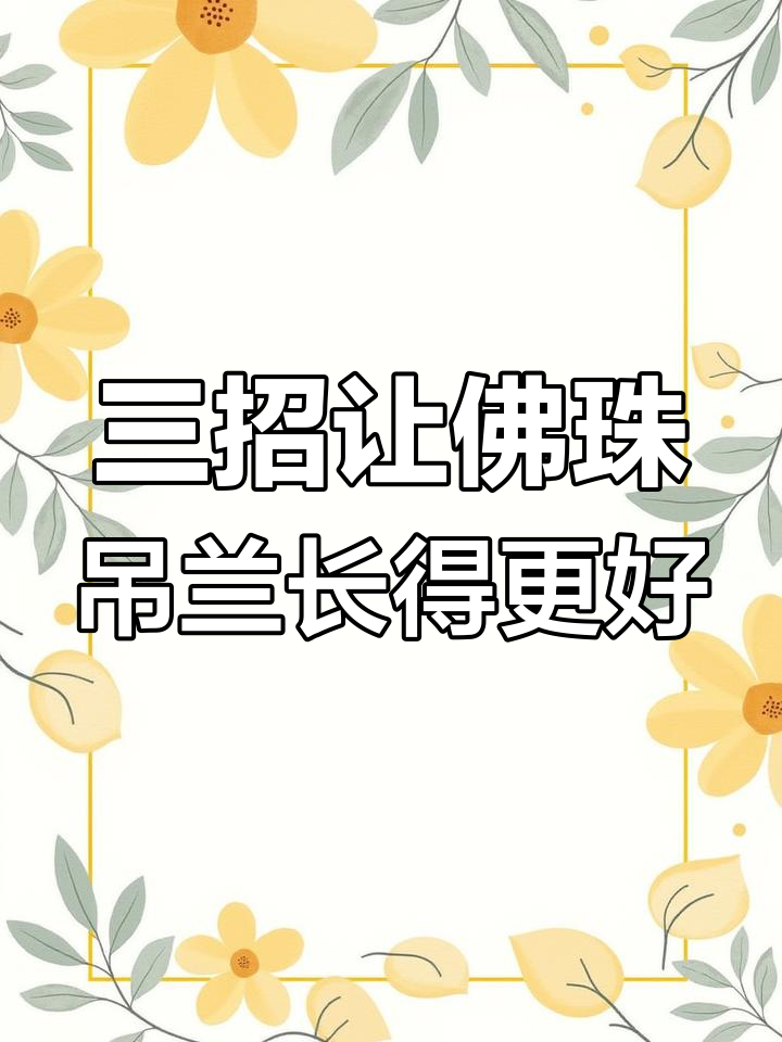 佛珠吊兰养护秘籍:三大条件让它珠子更饱满