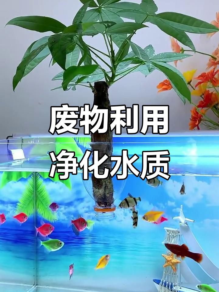利用废旧瓶子做鱼缸水质净化器,简单又实用