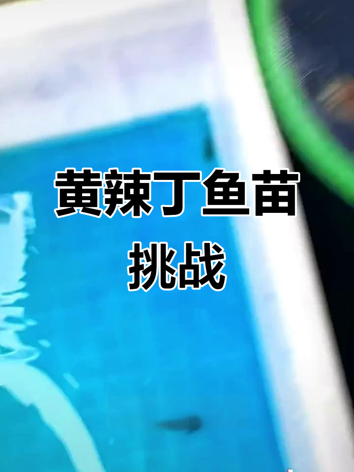 买了6条黄辣丁鱼苗,能养活吗?