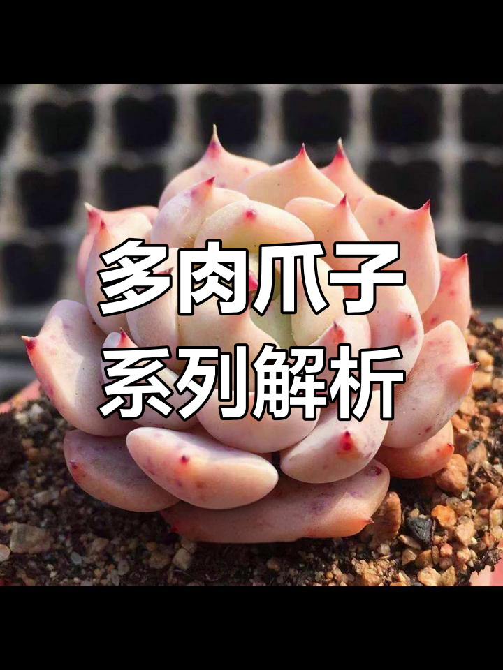 爪系多肉植物大揭秘,红绿粉黑全都有!