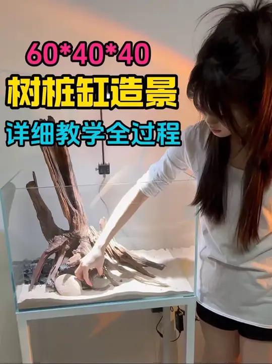 树桩缸造景全过程 新手开缸,有啥不懂的,进抖音粉丝群