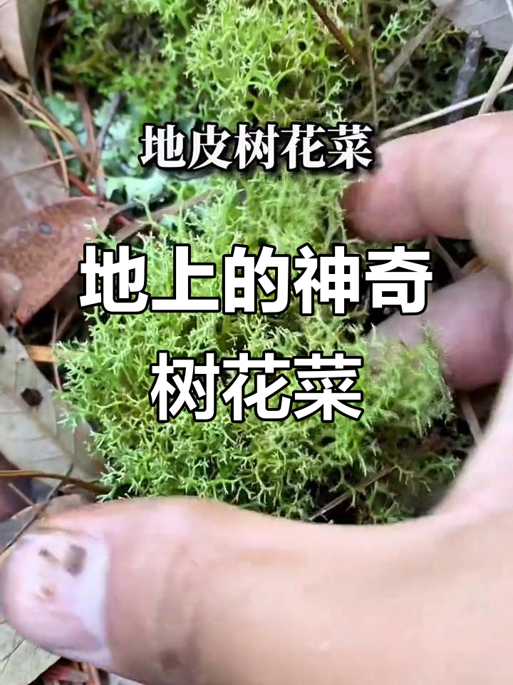 地上长出奇特的树花菜,竟是这种美味!