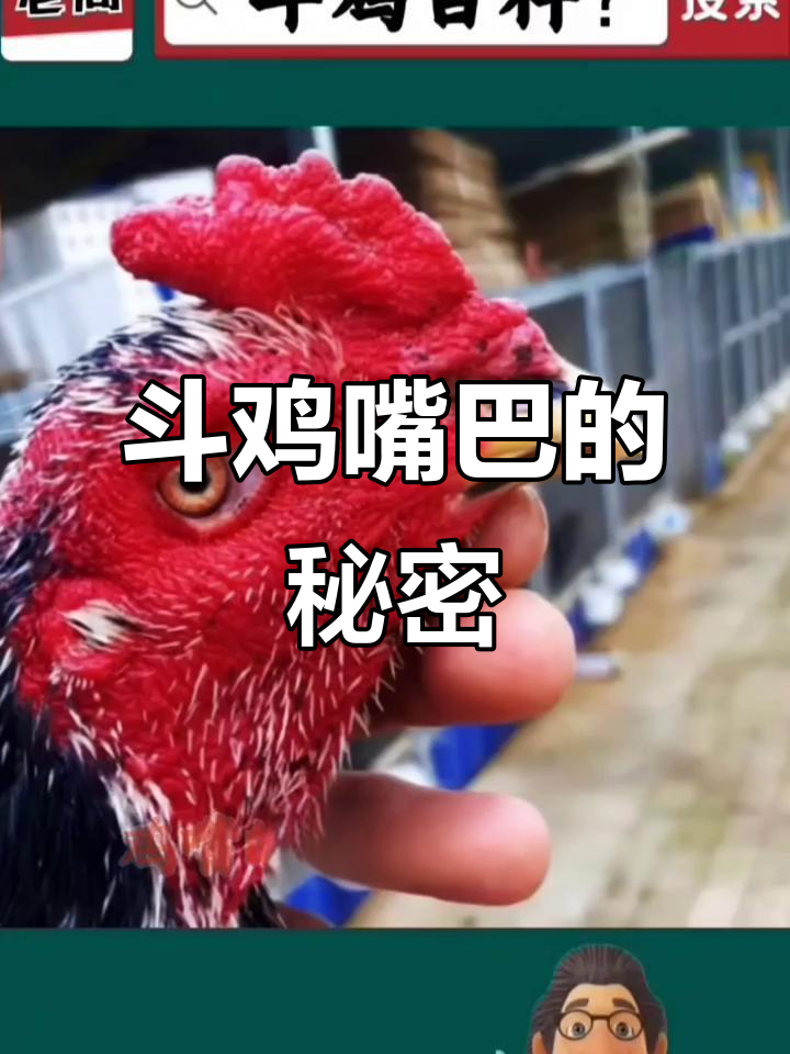 斗鸡嘴型大揭秘:短粗与细长哪种更强?