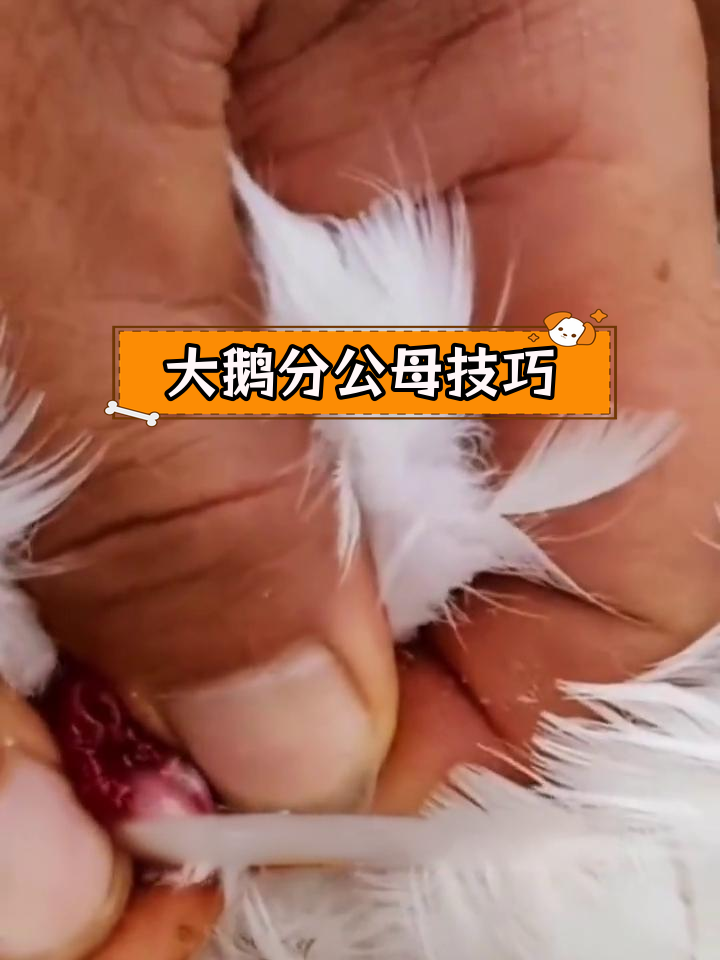 如何区分大鹅公母