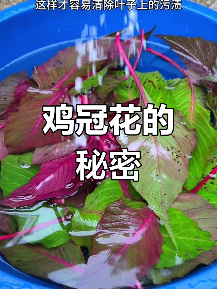 农村鸡冠花叶子晒干竟是宝贝,你认识吗?