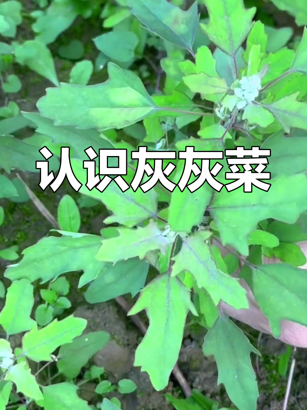 灰条菜:农村常见的一年生草本植物