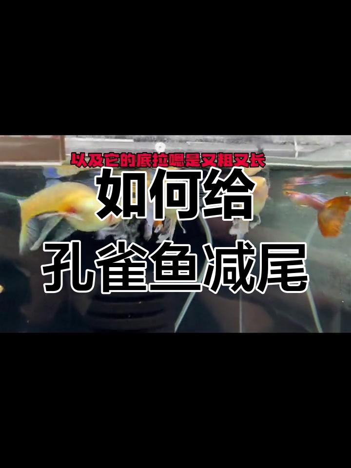 孔雀鱼剪尾技巧全解析