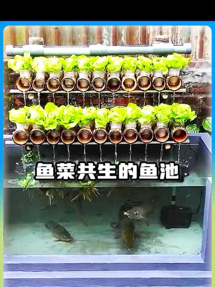 新款生态养殖生态系统,手工打造鱼菜共生
