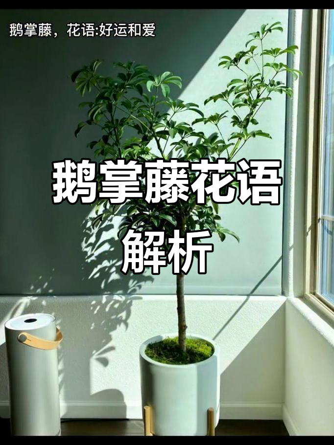 鹅掌藤的花语:好运与爱的象征