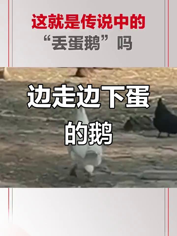 大白鹅走路下蛋,真是个“丢蛋”高手!