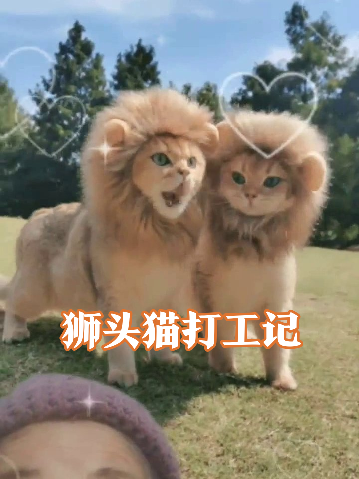 猫咪戴狮子头套营业,高冷两秒后贴贴卖萌笑翻网友
