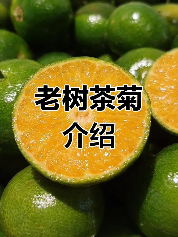 茶菊果实的成熟特征