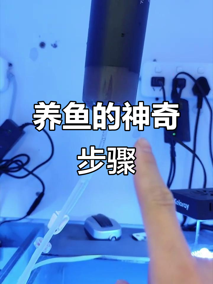 幼儿园养鱼日常:从放虫到清理壳的奇妙操作