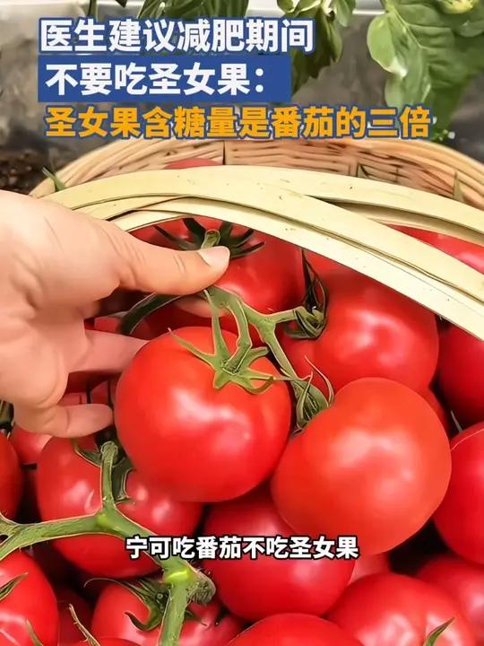 医生建议减肥期间宁可吃番茄,不要吃圣女果,因为作为水果的圣女果的含糖量在10%左右,而作为