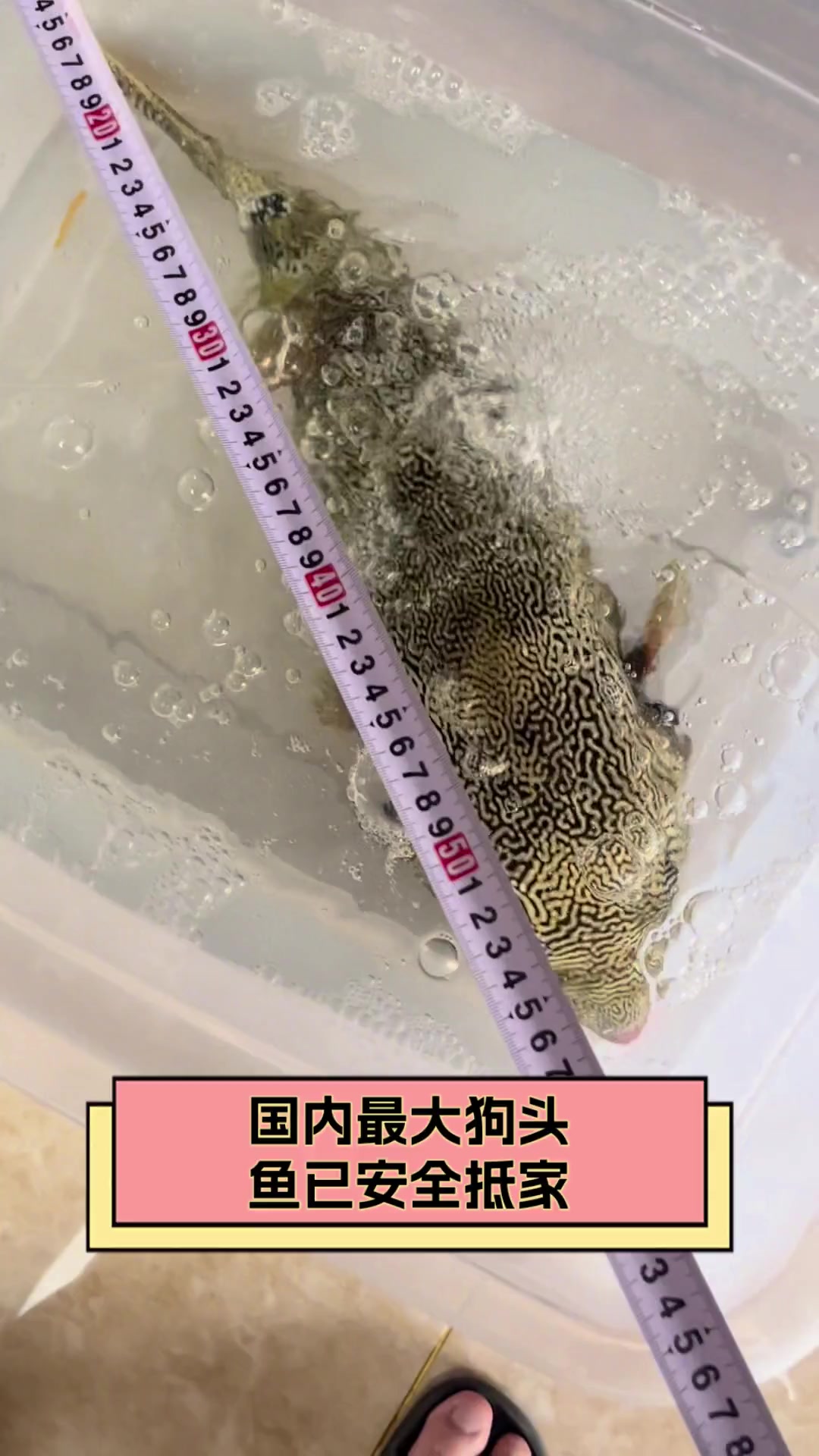 国内最大狗头鱼已安全抵家
