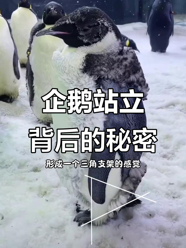 企鹅如何用尾巴支撑身体?原来它们是这样“站着”的
