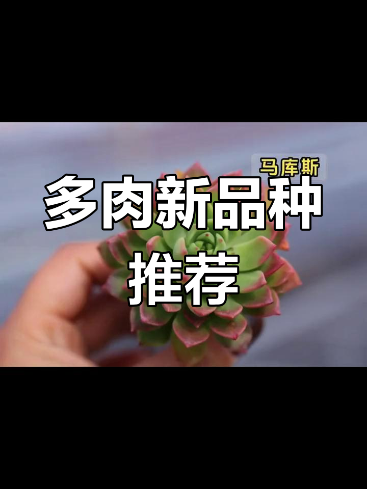 恭田多肉大揭秘:巧克力方砖、艳鸭日辉等新品来袭