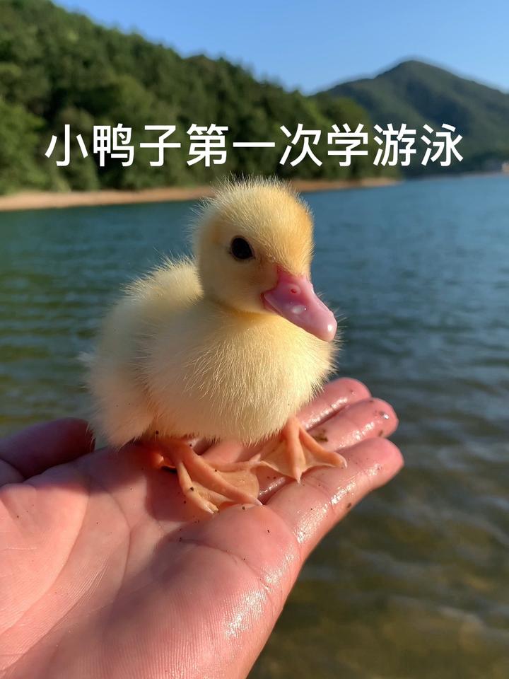 小鸭子第一次学游泳 萌宠计划