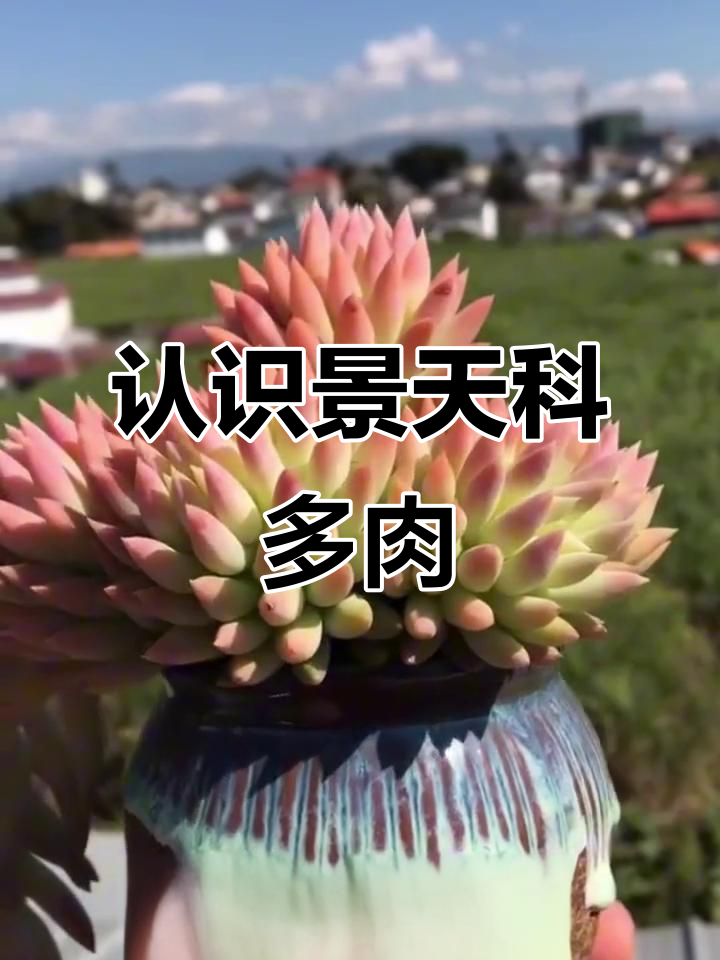景天科多肉植物大揭秘：从红日到火祭，一网打尽