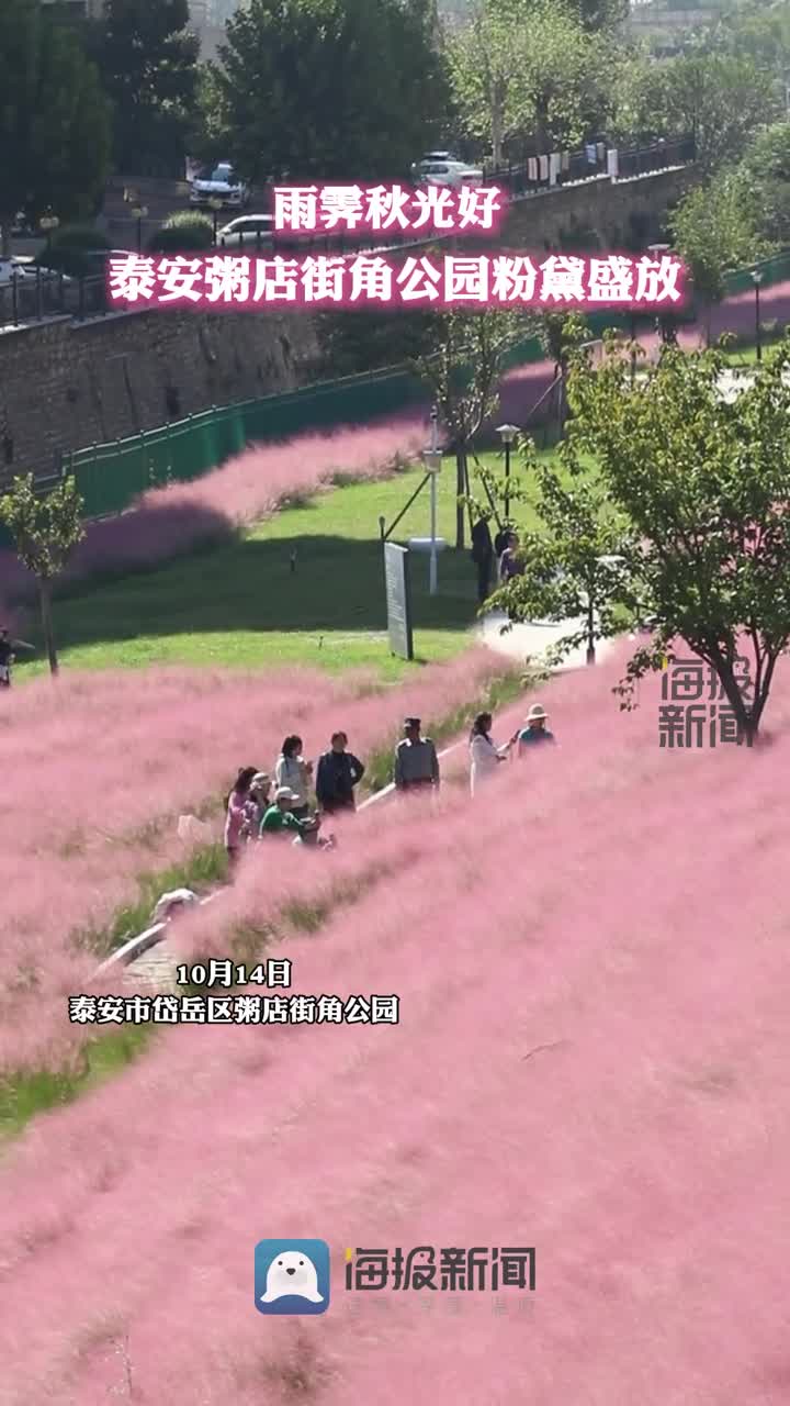 雨霁秋光好,泰安一处街角公园“粉黛花海” 上线