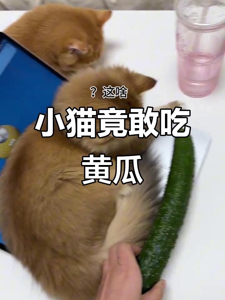 猫咪怕黄瓜？吃货小泡芙竟然不怕！