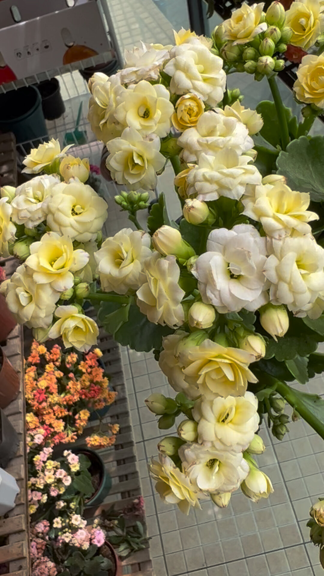 长寿花——香草冰淇淋