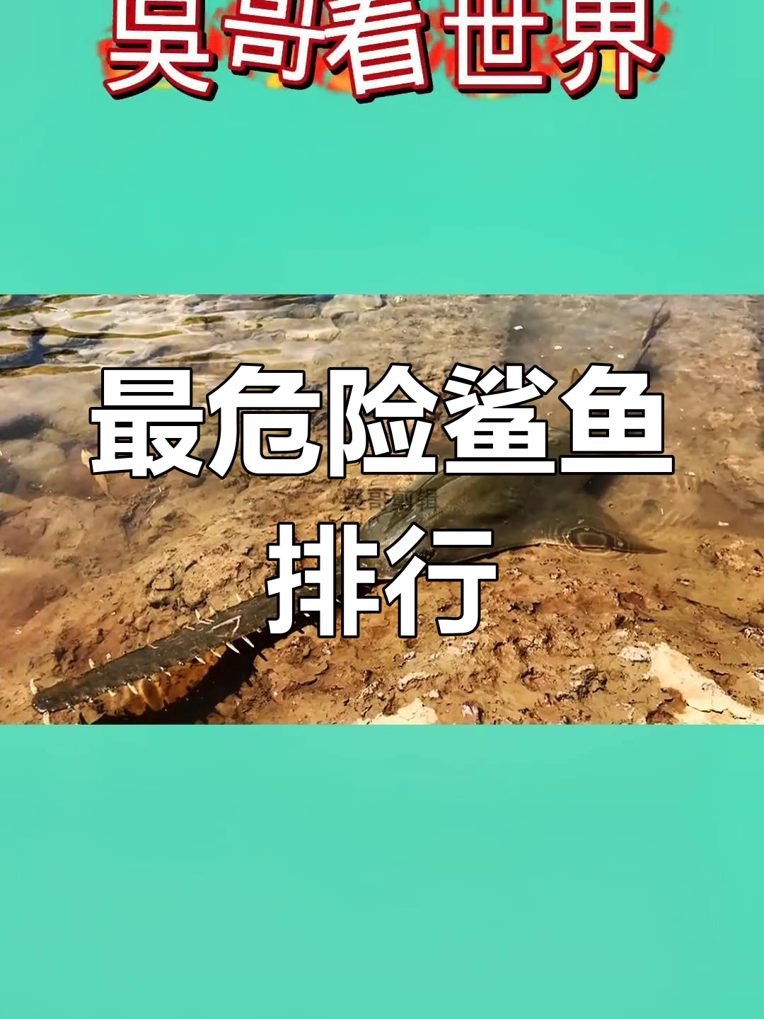 世界上最危险的鲨鱼,游泳时小心这些“怪物”