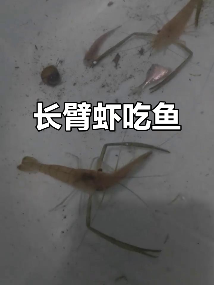 中华长臂虾捕食鱼,动作迅速惊人