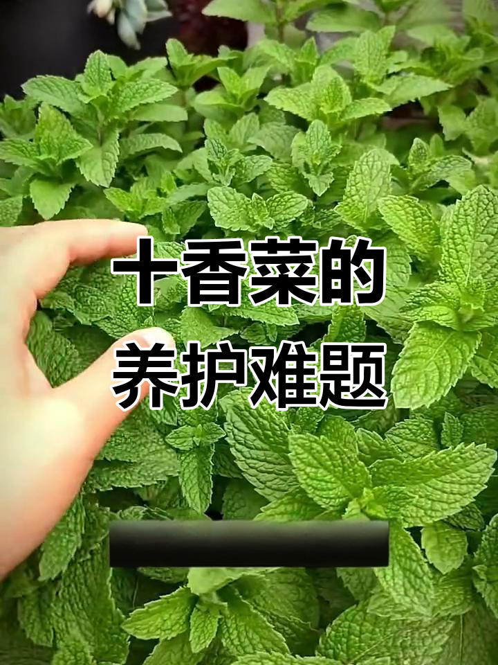 养十香菜,费钱又费力!薄荷的隐患大揭秘