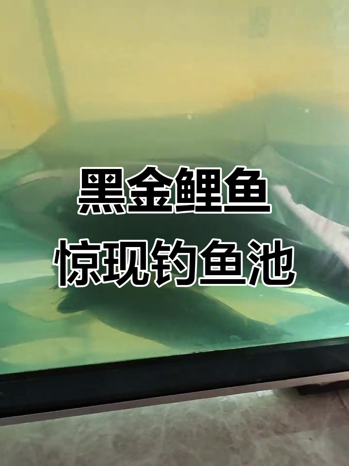 钓到神秘黑金鲤,竟是这种稀有锦鲤!