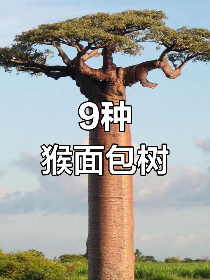 猴面包树种类大揭秘