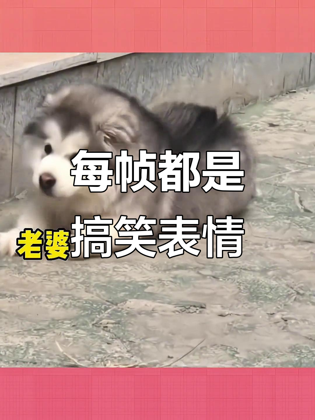 快帮忙啊,表情包大作战!