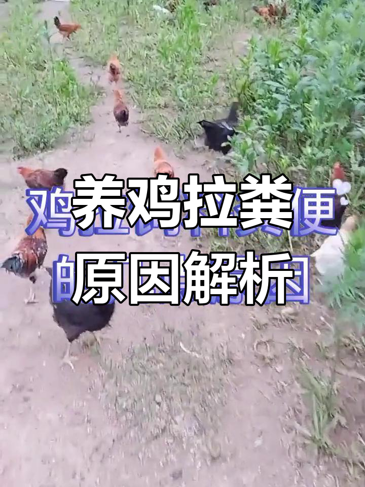 夏季养鸡常见问题:拉饲料粪便原因分析