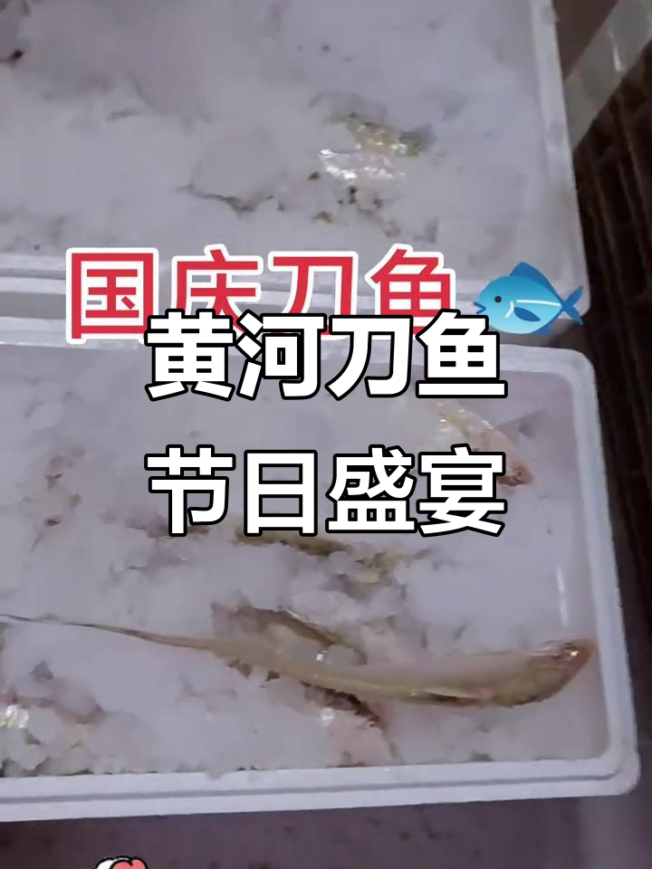 黄河刀鱼国庆大餐,四十斤美味不容错过