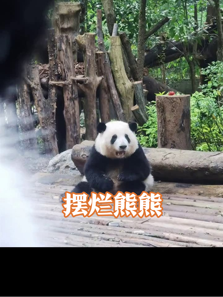 熊猫带娃摸鱼两不误,躺平摆烂笑出表情包
