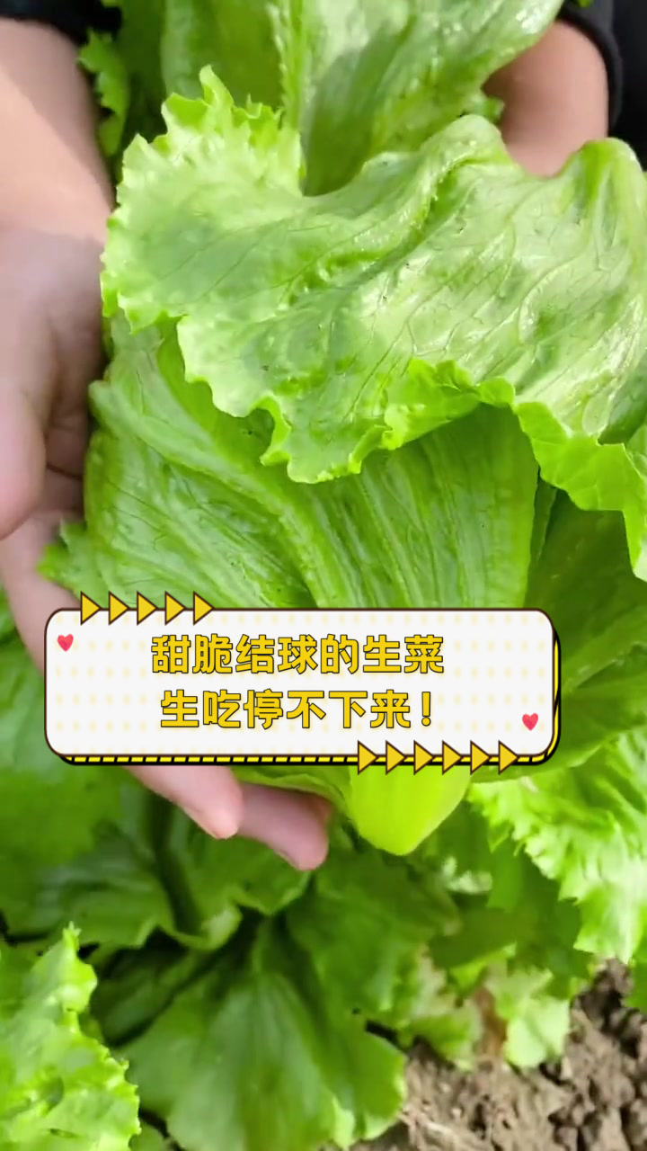 甜脆结球的生菜,生吃停不下来!