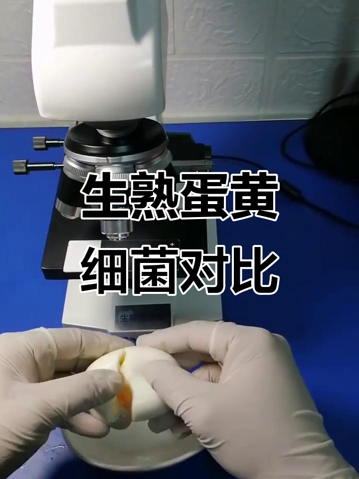 糖心蛋与生鸡蛋的细菌差异,显微镜下看变化