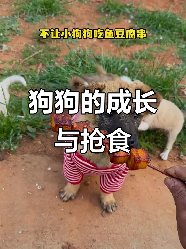 小狗被偏心,长大后才知道鱼豆腐串是它的!