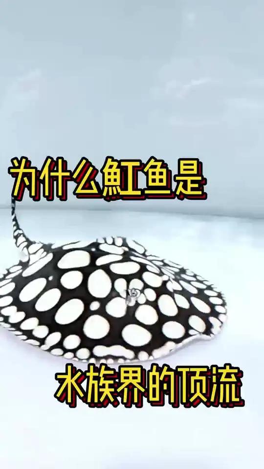 为什么魟鱼是水族界的顶流