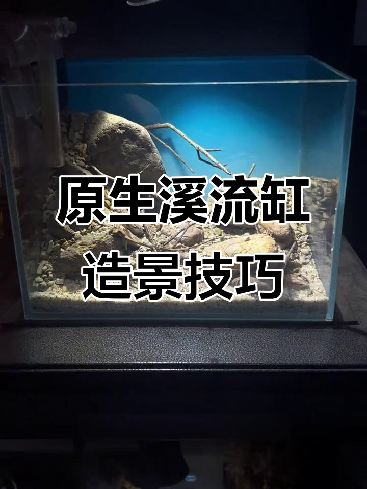 原生溪流缸造景全攻略，细节满满打造自然生态