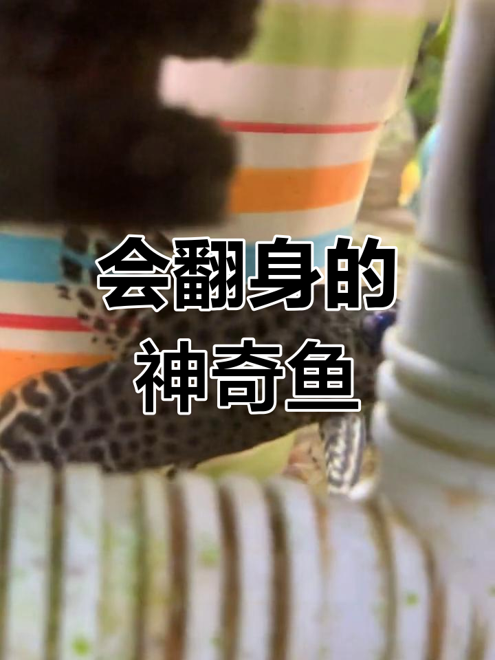 逆天反油猫,鱼缸中的独特风景