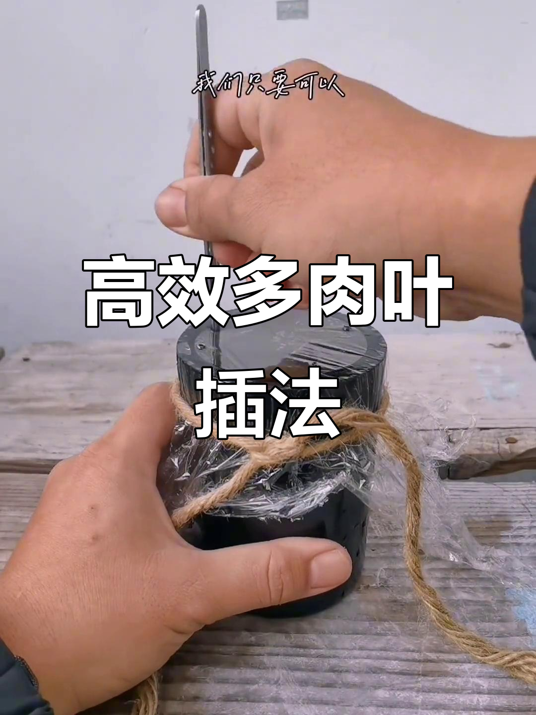 多肉叶插小技巧,两周生根发芽,成活率100%