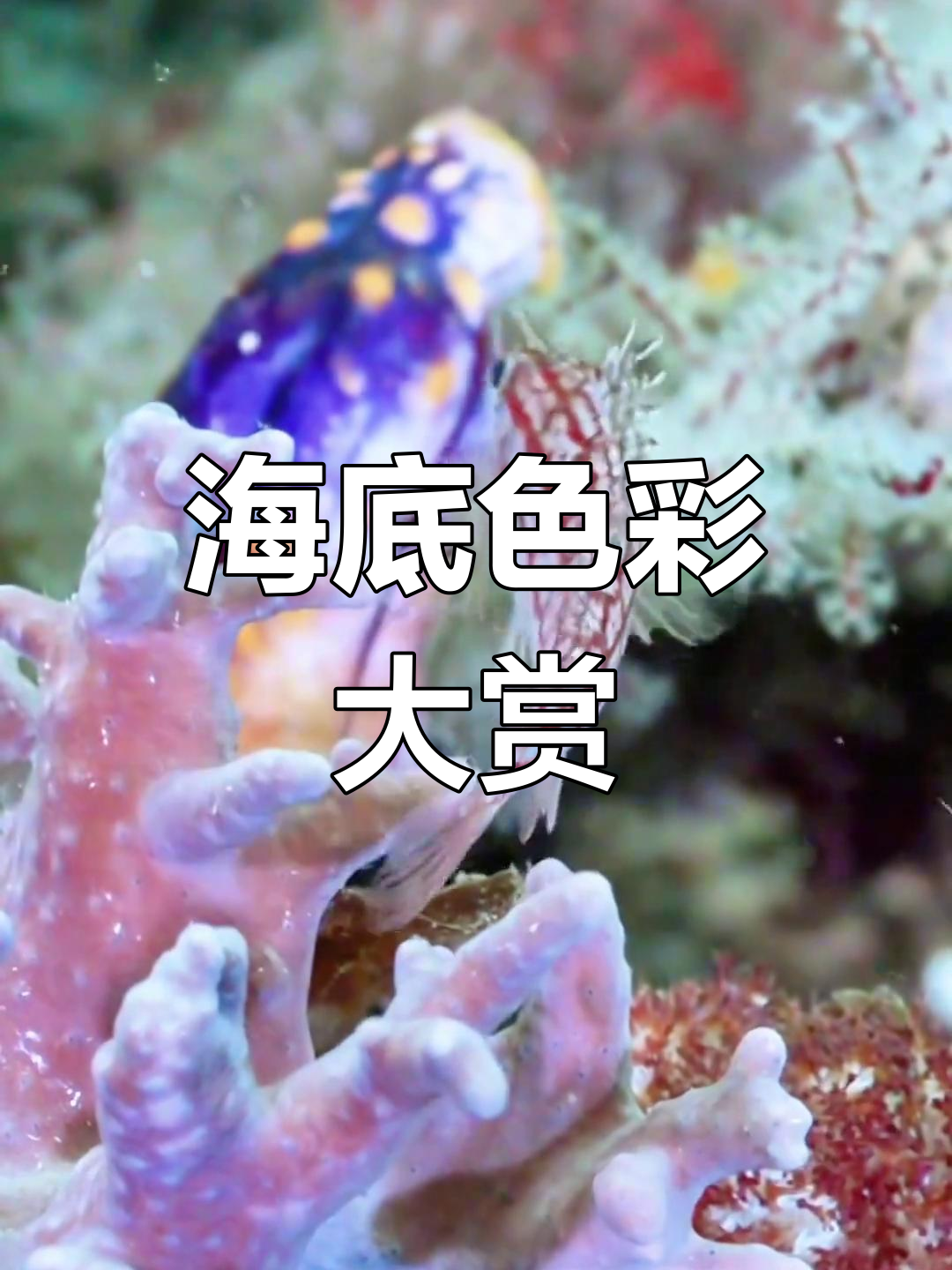 探秘海底世界的五彩斑斓,鱼儿们太美了!