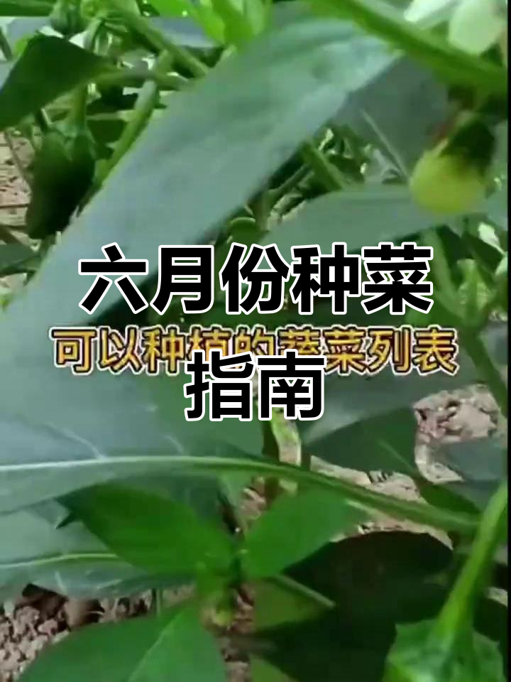 六月适合种植的蔬菜清单,轻松上手!