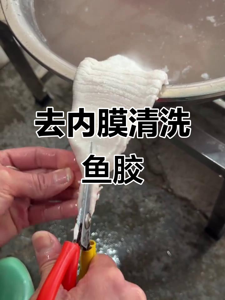 洗鱼胶的秘诀:去内膜让口感更佳