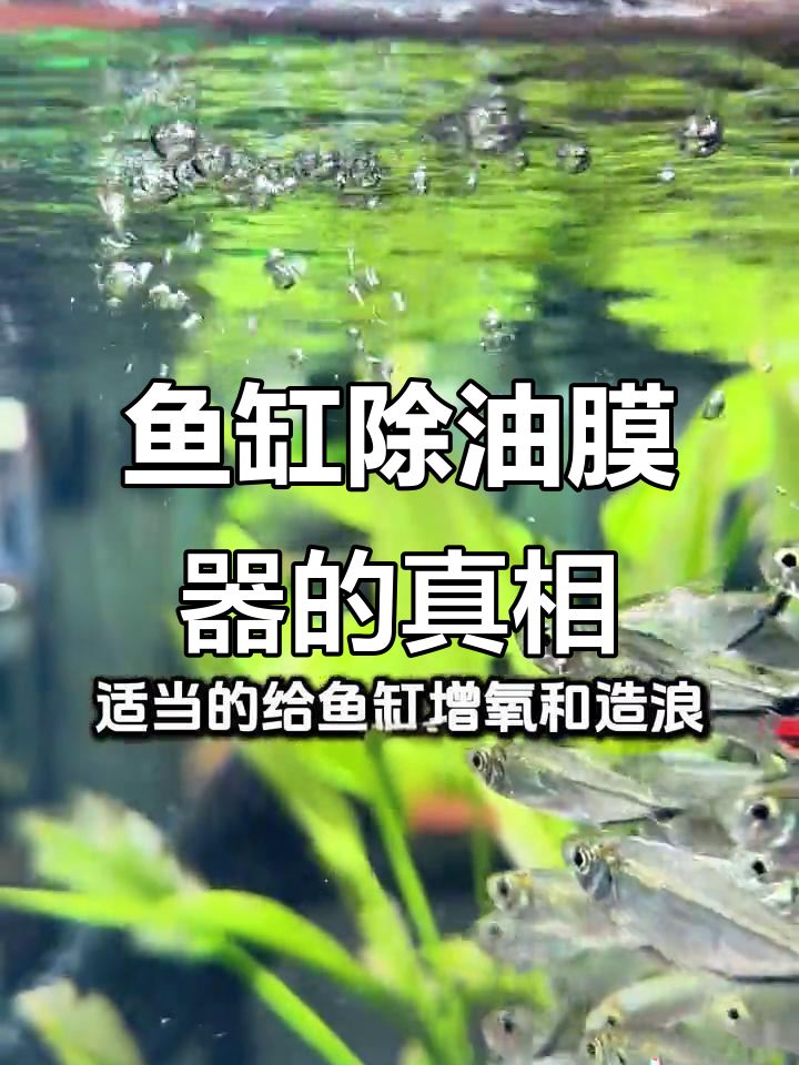 鱼缸除油膜器真能一劳永逸?别被花架子骗了