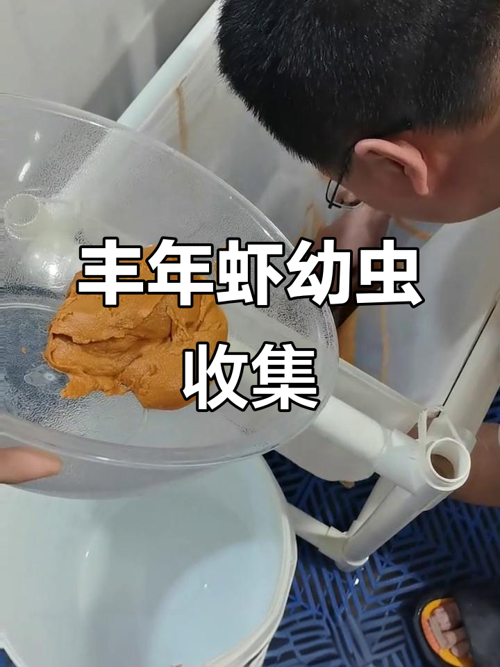 丰年虾大红卵收虫全过程,幼虫清晰可见